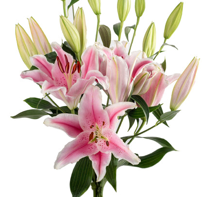 Lilies, Oriental, 5 stems, 2+ Blooms - Choose Your Color