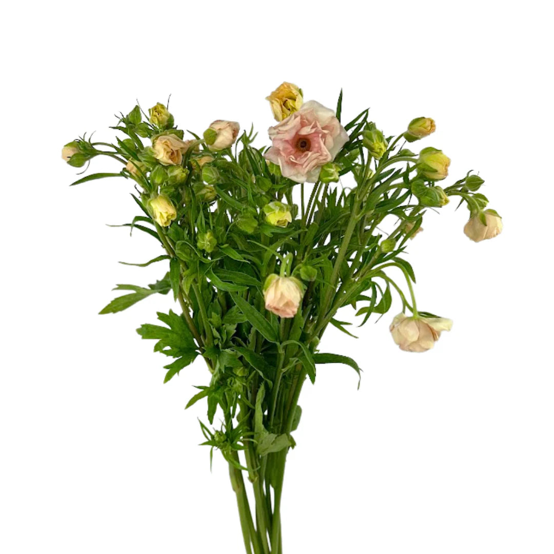 Butterfly Ranunculus Light Pink, 10 stems