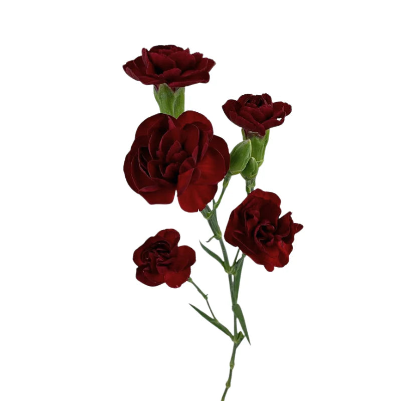 Mini Carnations, 10 stems - Choose Your Color