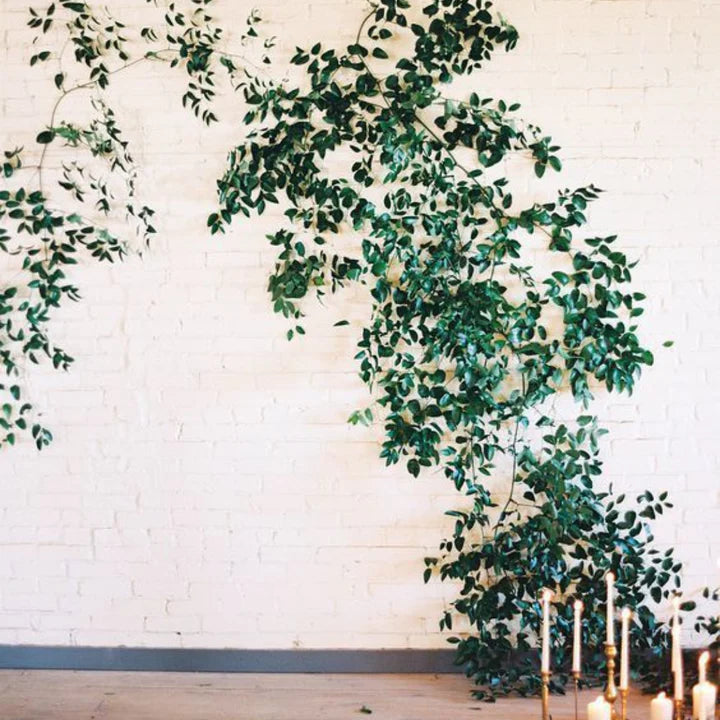 Wild Smilax Vine, 12 Pound Case