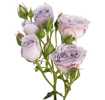 Spray Roses, 10 stems - Choose Your Color