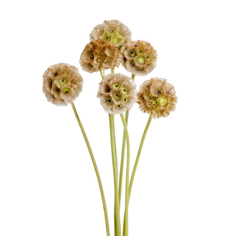 Scabiosa Pods, 10 stems