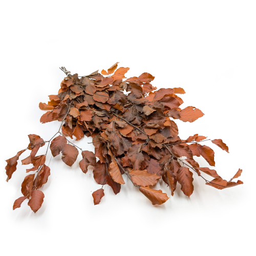 Copper Beech Preserved, bunch