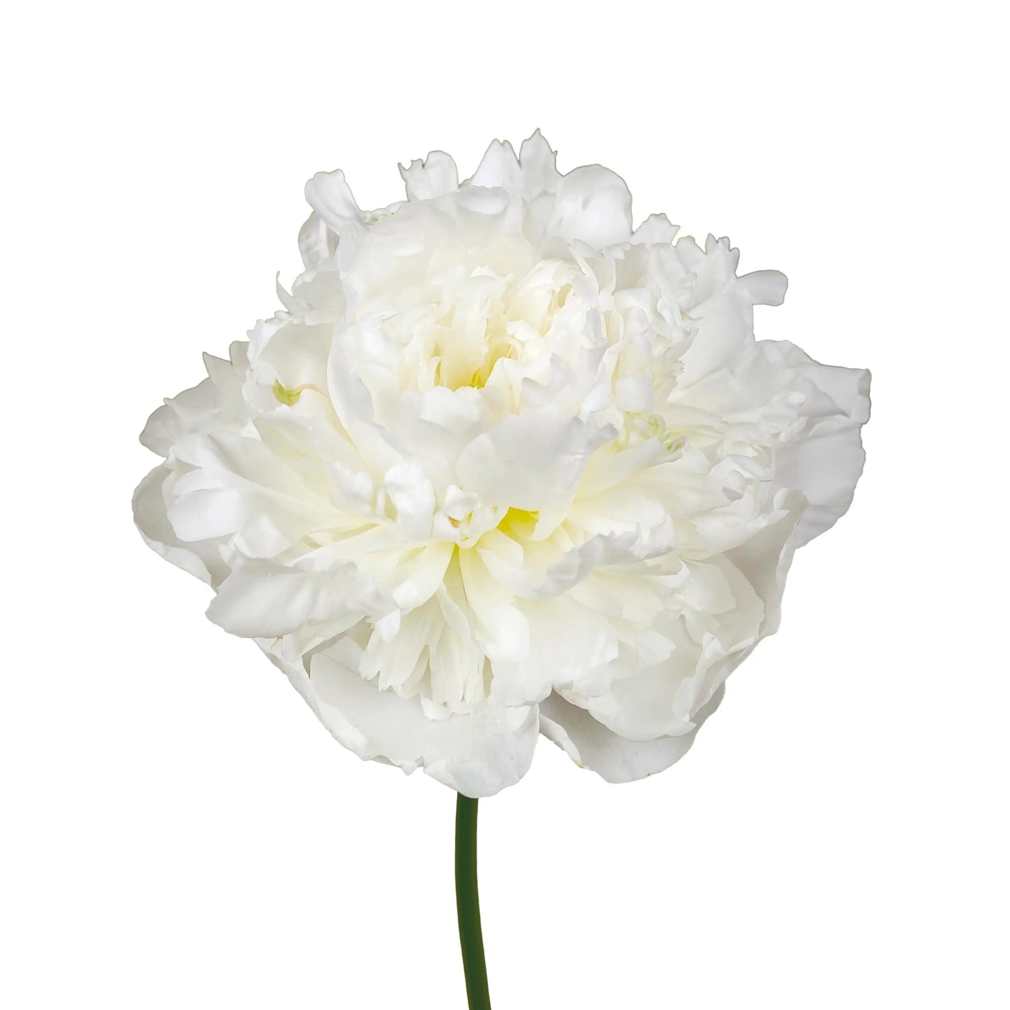 Peony Local White, 5 stems