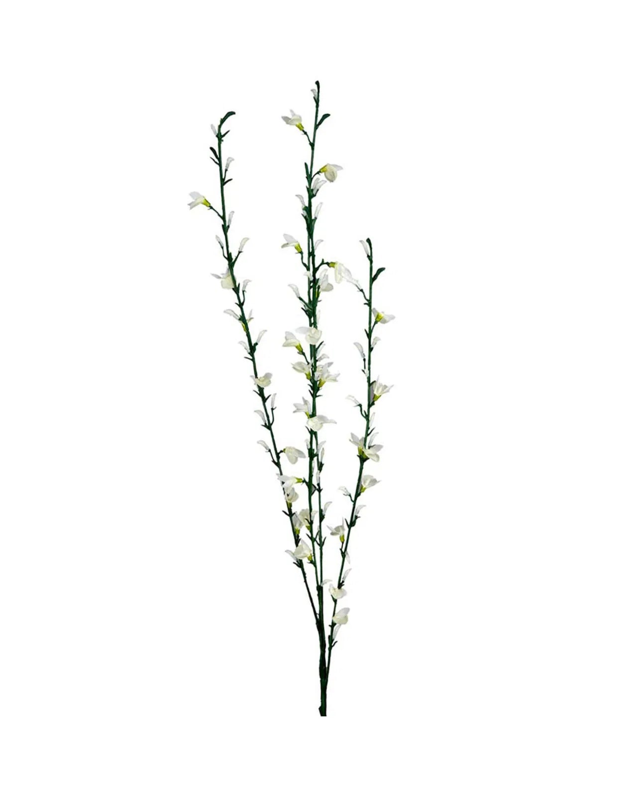 Ginestra, 10 stems