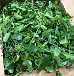 Wild Smilax Vine, 12 Pound Case