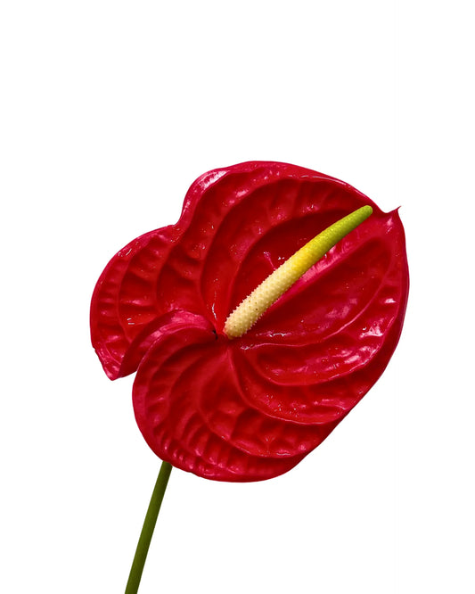 Anthurium Red Medium, 5 stems