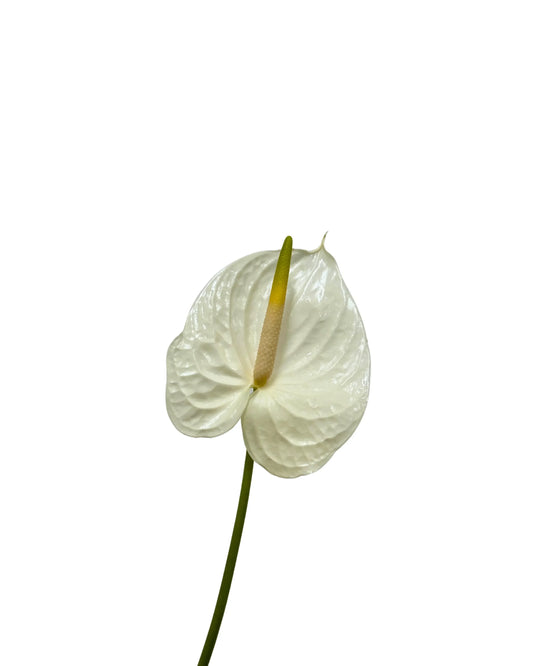 Anthurium White Medium, 5 stems