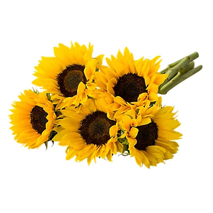 Sunflowers, 5 stems