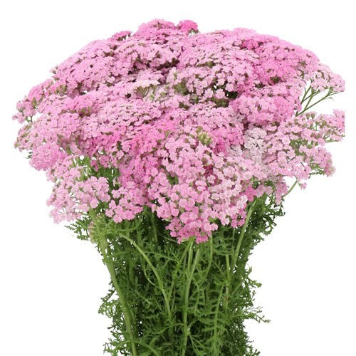 Yarrow Pink, 10 stems