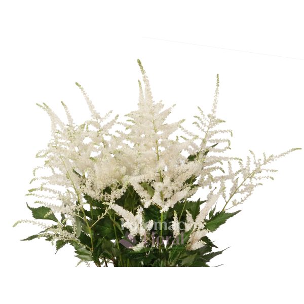 Astilbe White, 10 stems