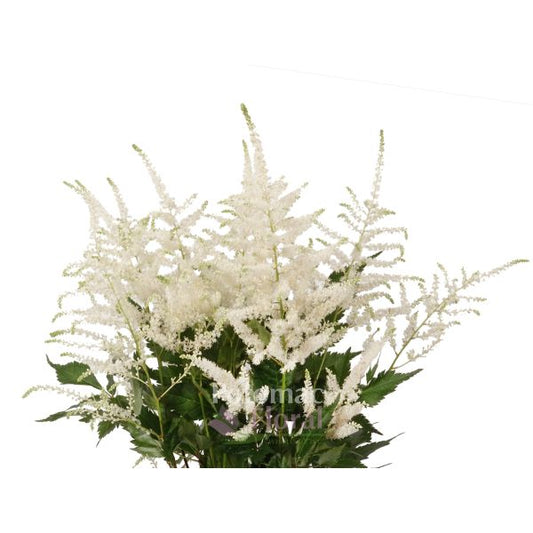 Astilbe White, 10 stems