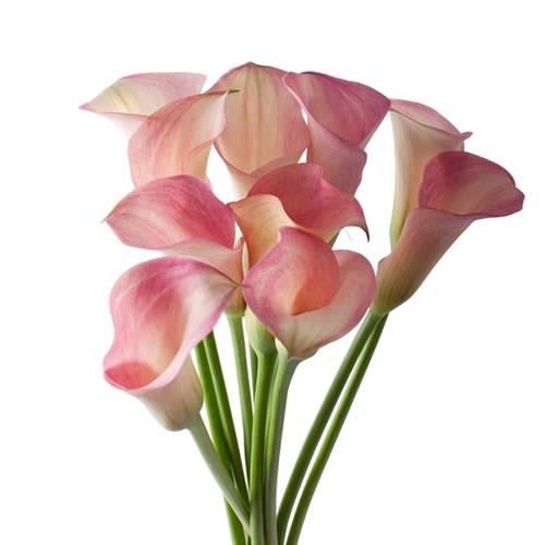 Calla Lily Mini Light Pink, 10 stems