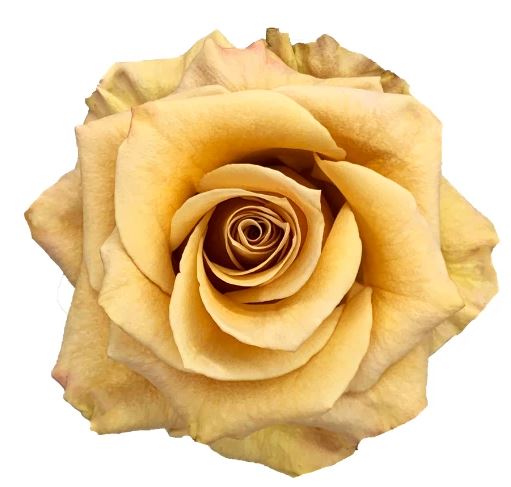 Combo Roses, 25 stems Specialty - Mustard Color