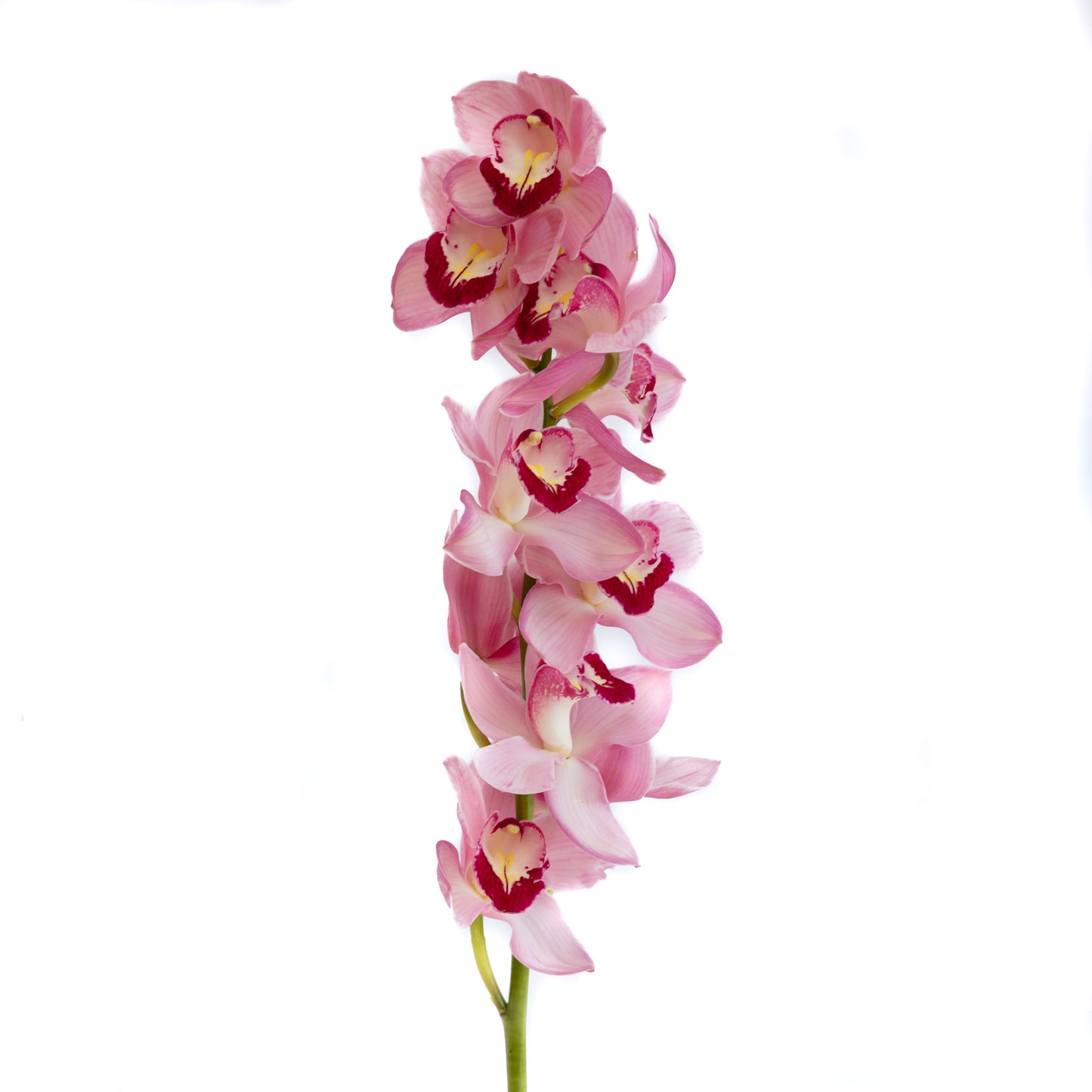 Cymbidium Orchid Large, Single Stem - Choose Your Color