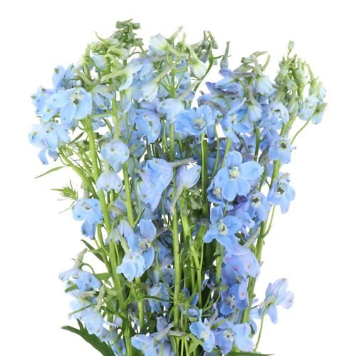 Delphinium Bella Andes Light Blue, 10 stems