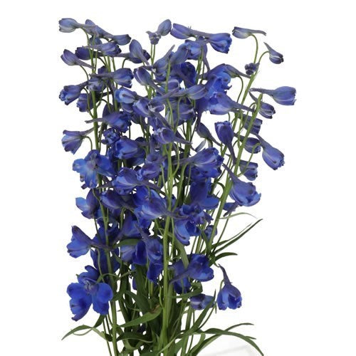 Delphinium Bella Andes Blue, 10 stems
