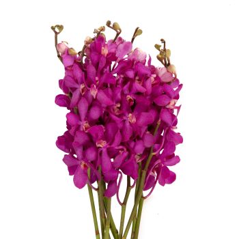 Mokara Orchids, 5 stems - Choose Your Color