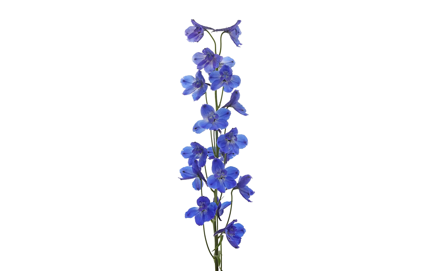Delphinium Bella Andes Blue, 10 stems