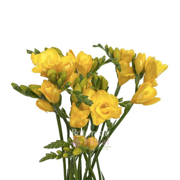 Freesia, 10 stems - Choose Your Color