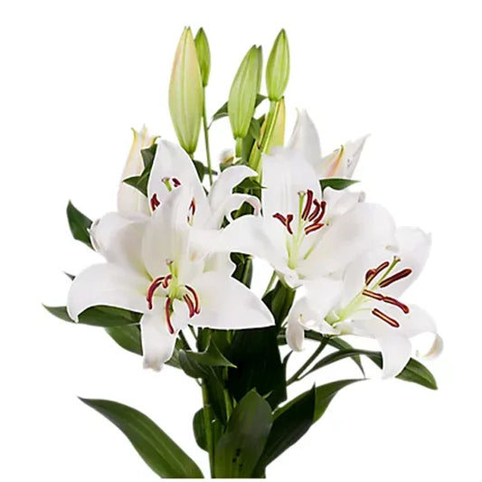 Lilies, Oriental, 5 stems, 2+ Blooms - Choose Your Color