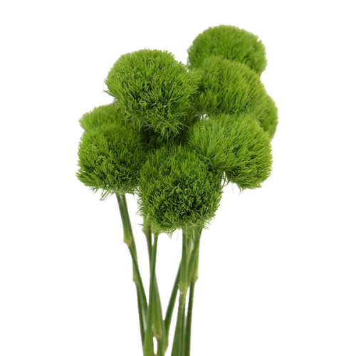 Dianthus Green Ball, 10 stems