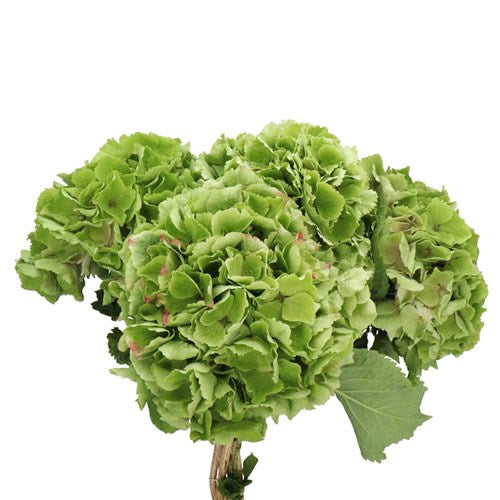 Hydrangea Locally Grown Green, 5 stems
