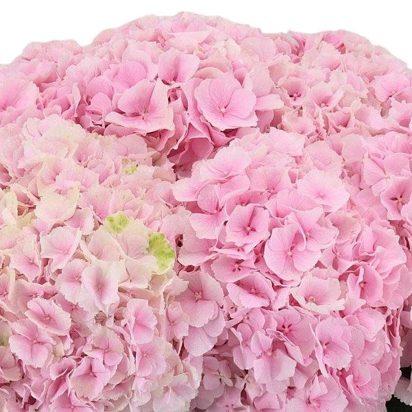 Hydrangea Locally Grown Light Pink, 5 stems