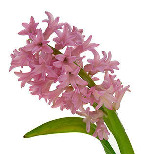Hyacinth, 10 stems - Choose Your Color