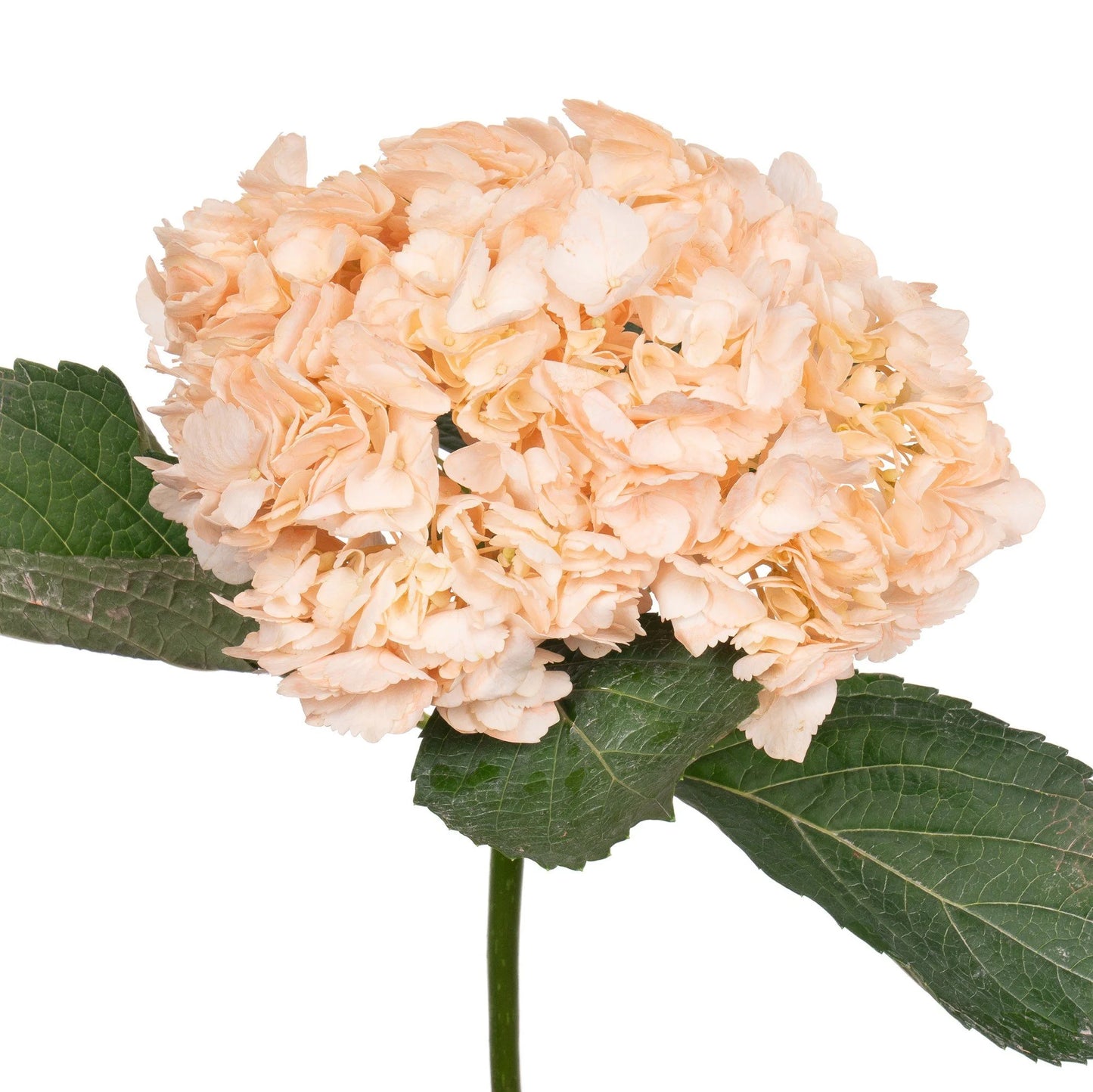 Hydrangea, White, Light Pink, Blue, Peach, Lavender - 5 stems