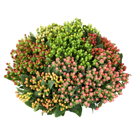 Hypericum Berries, 10 stems - Choose Your Color