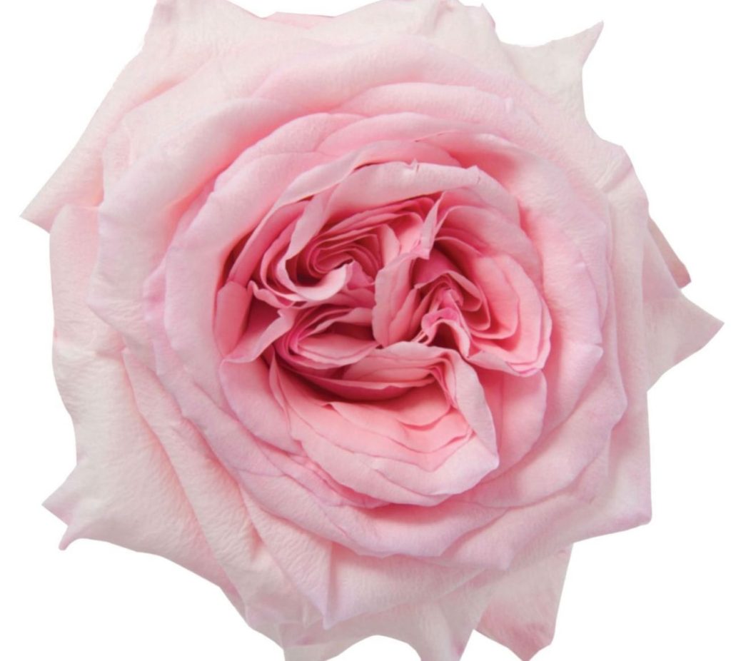 Pink O'Hara Garden Roses, 25 stems, Light Pink - Specialty Roses