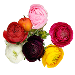 Ranunculus, 10 stems - Choose Your Color