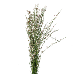 Ginestra, 10 stems