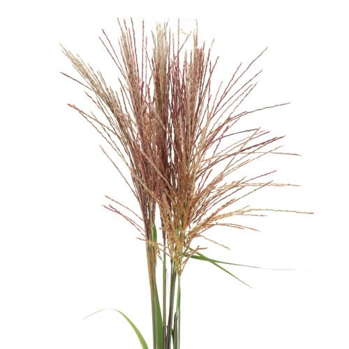 Miscanthus Grass, 10 stems