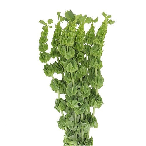 Bells of Ireland, 10 stems