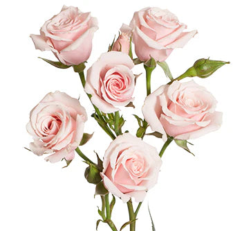 Spray Roses, 10 stems - Choose Your Color