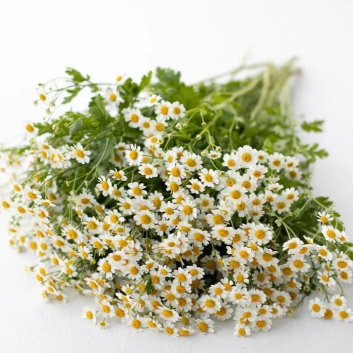 Chamomile Daisy, bunch