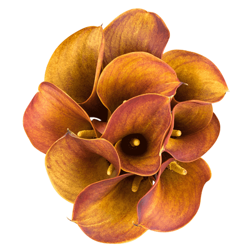Calla Lily Mini Orange, 10 stems