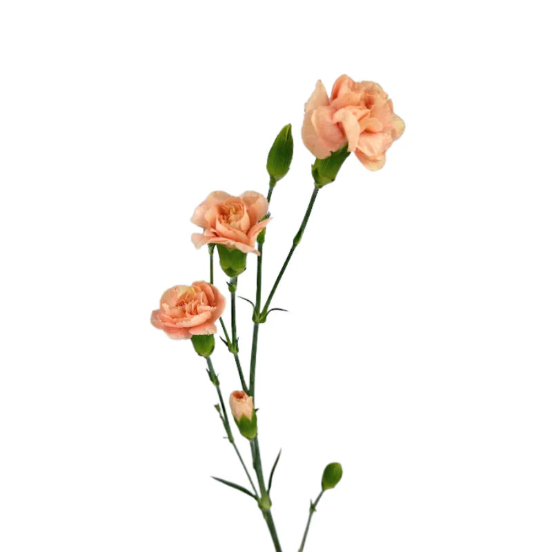 Mini Carnations, 10 stems - Choose Your Color