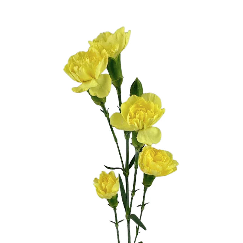 Mini Carnations, 10 stems - Choose Your Color