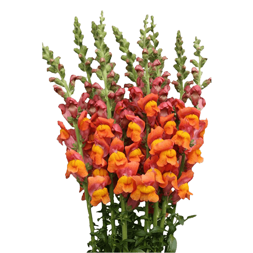 Snapdragons, 10 stems - Choose Your Color