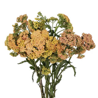Yarrow Peach, 10 stems