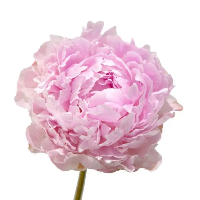 Peony Imported, 5 stems Nov & Dec Only