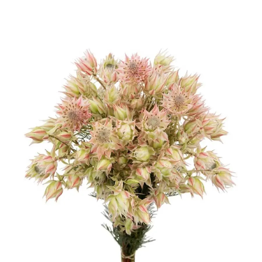 Blushing Bride Protea, 10 stems