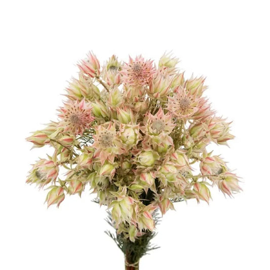 Blushing Bride Protea, 10 stems