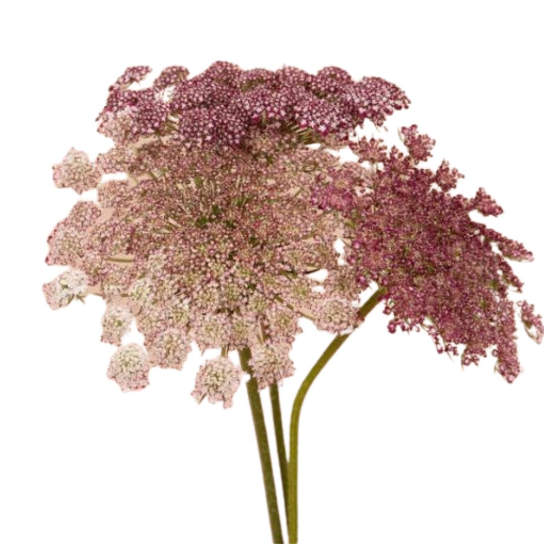 Chocolate Lace, 10 stems