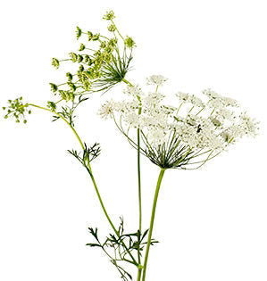 Queen Anne's Lace, 10 stems