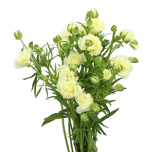 Butterfly Ranunculus Cream, 10 stems