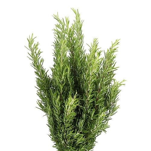 Rosemary, bunch